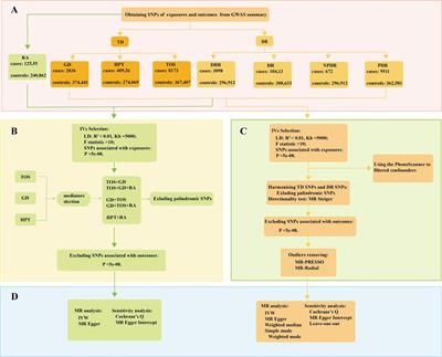 Genetically mimicked effects of thyroid dysfunction on diabetic retinopathy risk: a 2-sample univariable and multivariable Mendelian randomization study